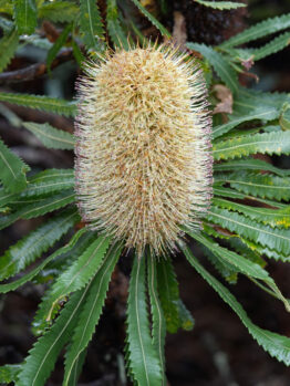 A close-up of a Banksia flower, featuring a cylindrical, spiky yellow inflorescence surrounded by serrated green leaves.