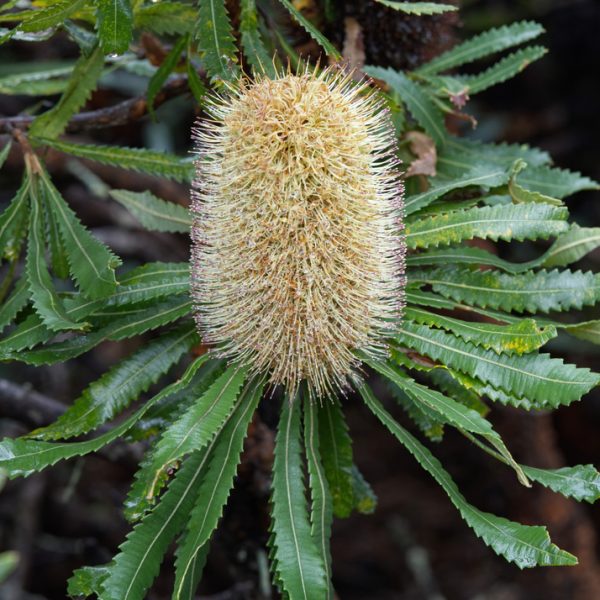 A close-up of a Banksia flower, featuring a cylindrical, spiky yellow inflorescence surrounded by serrated green leaves.