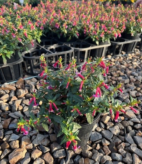A Cuphea 'Sparkler Burgundy' 6'' pot with tubular pink flowers sits on gravel, surrounded by rows of similar potted plants in black containers.