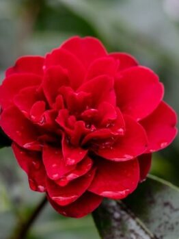Close-up of Camellia ‘Midnight Magic’ in a 6” pot, featuring a red flower with water droplets on its petals and surrounded by green leaves.