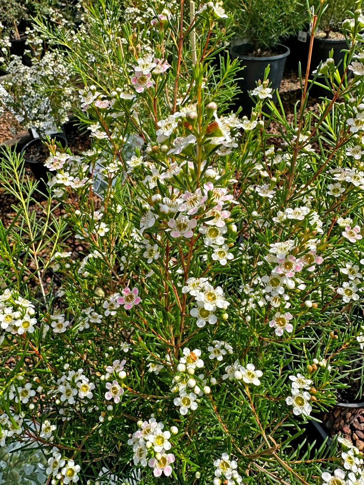 Chamelaucium 'Giselle' Geraldton Wax in a 6" pot features thin green leaves and clusters of small white and pale pink flowers, making it ideal for outdoor gardens.