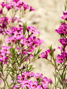Clusters of pink blooms and green needle-like leaves from Chamelaucium 'Carousel' Geraldton Wax 6" Pot grow outdoors against a soft beige background.