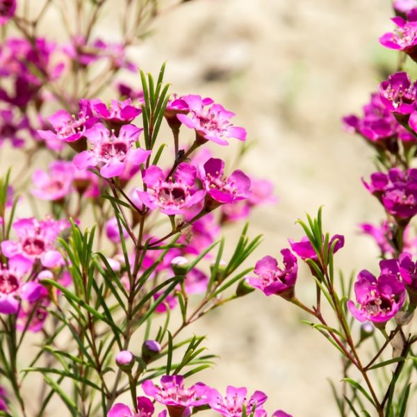 Clusters of pink blooms and green needle-like leaves from Chamelaucium 'Carousel' Geraldton Wax 6" Pot grow outdoors against a soft beige background.