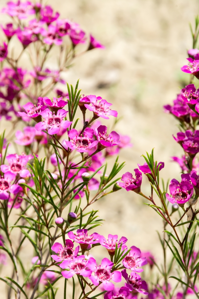 Clusters of pink blooms and green needle-like leaves from Chamelaucium 'Carousel' Geraldton Wax 6" Pot grow outdoors against a soft beige background.