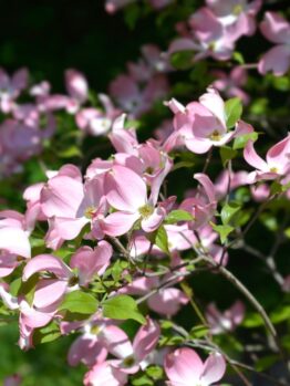 Cornus 'Cherokee Chief' Dogwood in a 6” pot features vibrant pink blossoms and lush green leaves, ideal for adding color to your garden.