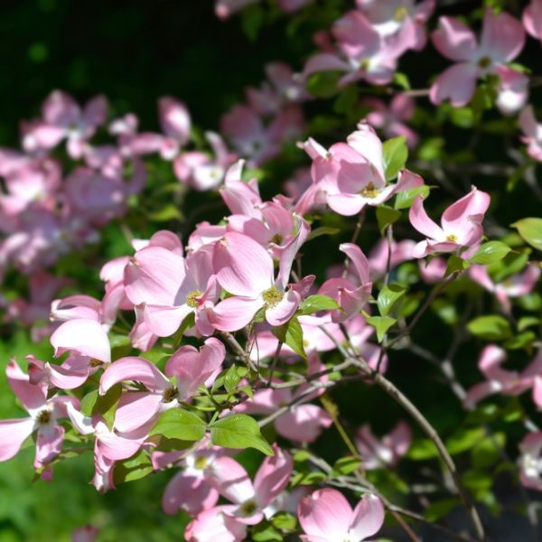 Cornus 'Cherokee Chief' Dogwood in a 6” pot features vibrant pink blossoms and lush green leaves, ideal for adding color to your garden.