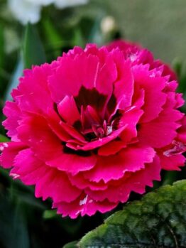 Close-up of a vibrant pink flower with serrated petals, surrounded by green leaves.