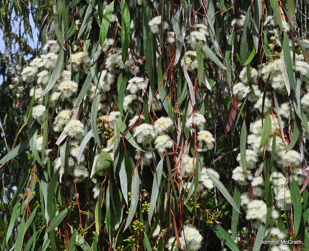 Eucalyptus 'Large Fruited Mallee' 6" Pot features elongated green leaves, clusters of white flowers, and round buds—ideal for adding unique beauty to your space.
