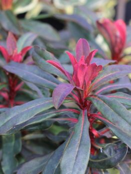 A close-up of the Euphorbia 'Ruby Glow' in a 6" pot, featuring dark green leaves and vivid bright red new growth at the stem tips.