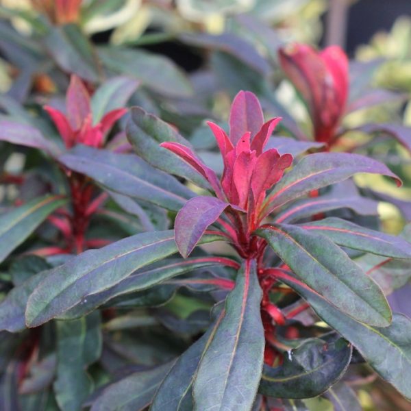 A close-up of the Euphorbia 'Ruby Glow' in a 6" pot, featuring dark green leaves and vivid bright red new growth at the stem tips.