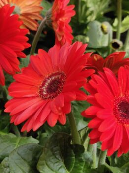Bright red gerbera daisies in bloom with green leaves in the background.