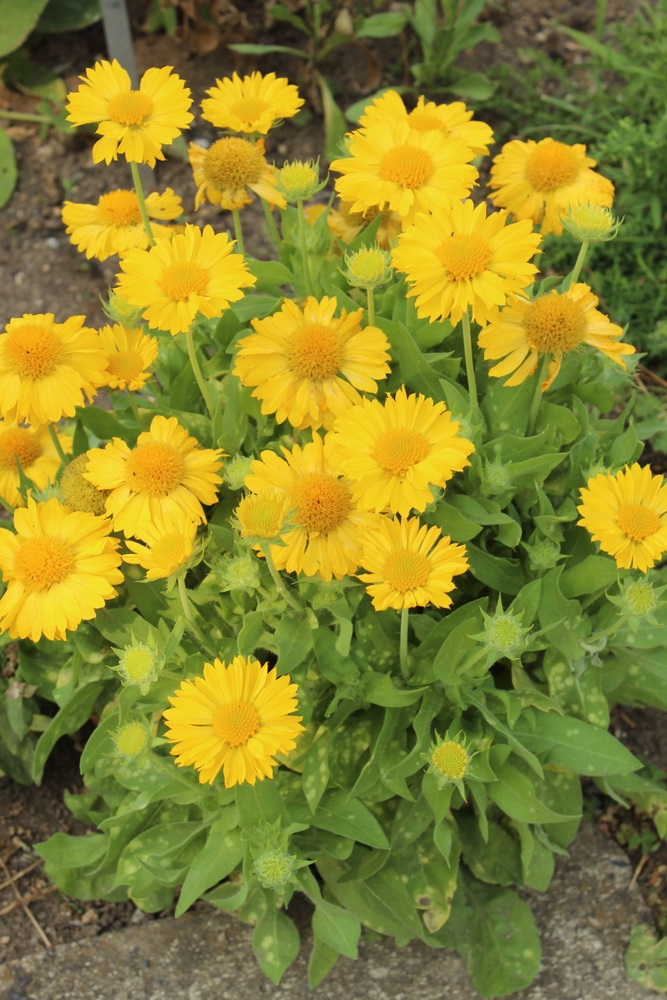 Cluster of vibrant Gaillardia 'Mesa Red' Blanket Flower, featuring round petals and green leaves, growing in a garden bed.