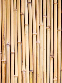 A close-up of vertically arranged Garden Stake Bamboo, each 8-10mm thick and 75cm long, creating a natural wall or garden stake fence.