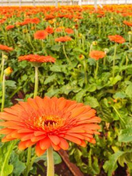 Close-up of an orange gerbera daisy in sharp focus with many similar daisies and green leaves growing in rows in a greenhouse.