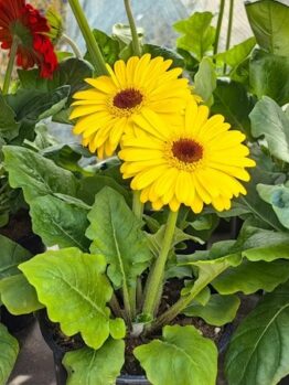 Two bright yellow gerbera daisies with dark centers grow among green leaves in a pot, surrounded by other potted plants.