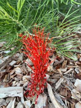 The vivid Grevillea 'Pink Profusion' PBR in a 6" pot shows off long, curved pink flowers among green leaves and mulch, creating a striking contrast with nearby Grevillea 'Lemon Baby' plants.