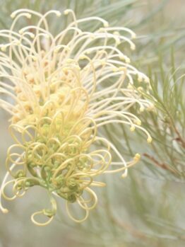 A close-up of a Grevillea 'Pink Profusion' PBR flower with curled petals, surrounded by slender green leaves in a 6" pot.