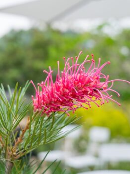 Close-up of a Grevillea 'Carramar Yellow' flower in a 6" pot, with green leaves and a blurred garden background featuring foliage and a white umbrella.