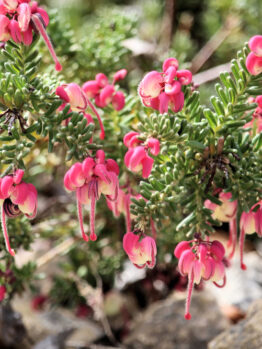 Close-up of a bush with pink and white tubular flowers and small green needle-like leaves growing among rocks, showcasing the delicate beauty of Grevillea 'Carramar Yellow' 6" Pot.