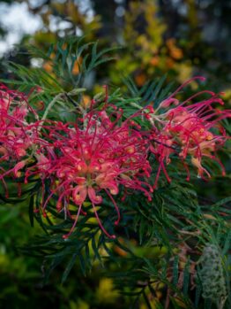 Close-up of vibrant pink Grevillea 'Lana Maree' flowers with spiky petals and green leaves in a 6" pot. This striking plant is perfect for adding color to your garden and thrives outdoors among lush foliage.