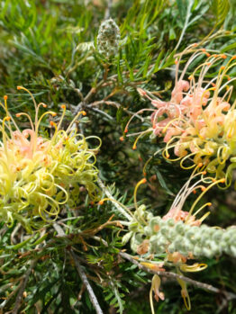 Two Grevillea 'Peaches and Cream' flowers with long, curled yellow and pink petals are blooming among green, spiky foliage.