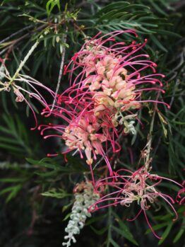 Close-up of Grevillea 'Lemon Baby' 6" Pot (Copy) flower featuring pink and cream curved petals, surrounded by green needle-like leaves.