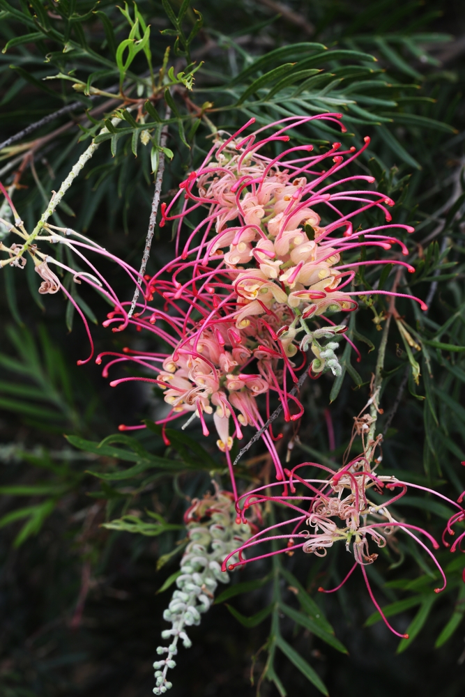 Close-up of Grevillea 'Lemon Baby' 6" Pot (Copy) flower featuring pink and cream curved petals, surrounded by green needle-like leaves.