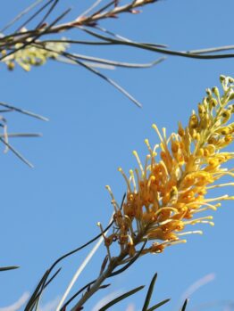 A yellow Grevillea 'Yamba Sunrise' flower with long, thin petals and green leaves is set against a clear blue sky.