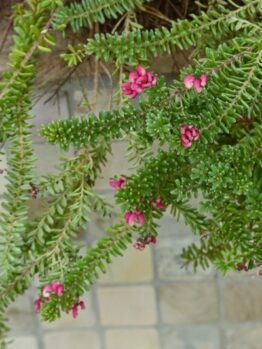 Green leafy branches of Grevillea 'Big Foot' 6" Pot (Copy) with small, clustered pink flowers hang over a tiled stone surface.