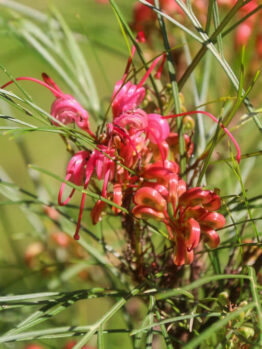 Close-up of Grevillea 'Pinaster Compact' in a 6" pot, showcasing pink blooms and slender green leaves against a softly blurred green backdrop.