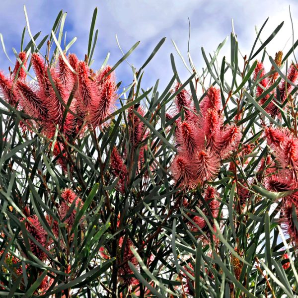 A close-up of Hakea 'Sea Urchin Hakea' 6" Pot shows long, narrow green leaves and dense clusters of pink-red flowers set against a partly cloudy sky.