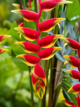 Close-up of vibrant red and yellow Heliconia rostrata 'Parrots Beak' blooms hanging from green stems in lush foliage—ideal for growing in a 12'' pot.