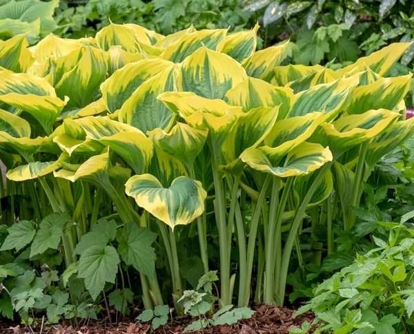 A cluster of Hosta 'Purple and Gold' plants in 6" pots, featuring broad green leaves with yellow edges, grows in a garden bed among other lush foliage.