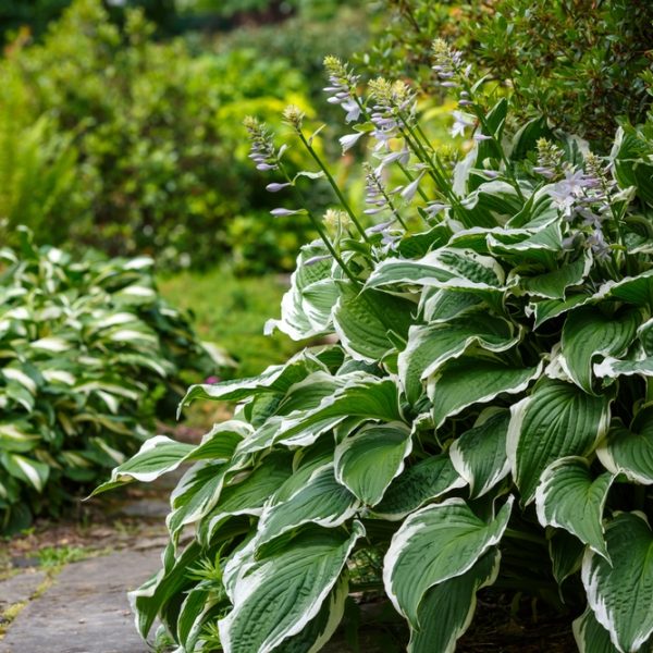 Hosta grandiflora 8" Pot features large green leaves with white edges and pale purple flowers, perfect for adding beauty beside a stone pathway in your lush garden.