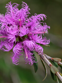 Close-up of a vibrant Melaleuca ‘Robin Red-Breast Bush’ in a 6” pot, showing bright purple flowers with long, curled petals and green leaves, set against a blurred green background.