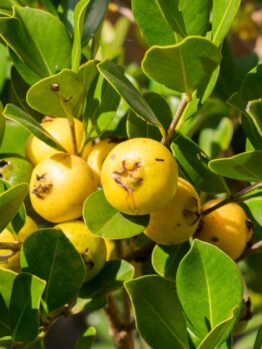 Close-up of yellow guava fruits growing on a branch surrounded by green leaves.