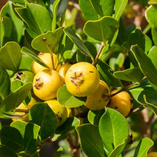 Close-up of yellow guava fruits growing on a branch surrounded by green leaves.