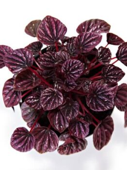 Peperomia 'Ruby Ripple' 6'' Pot, with deep purple, textured heart-shaped leaves and reddish stems, shown from above on a white background.