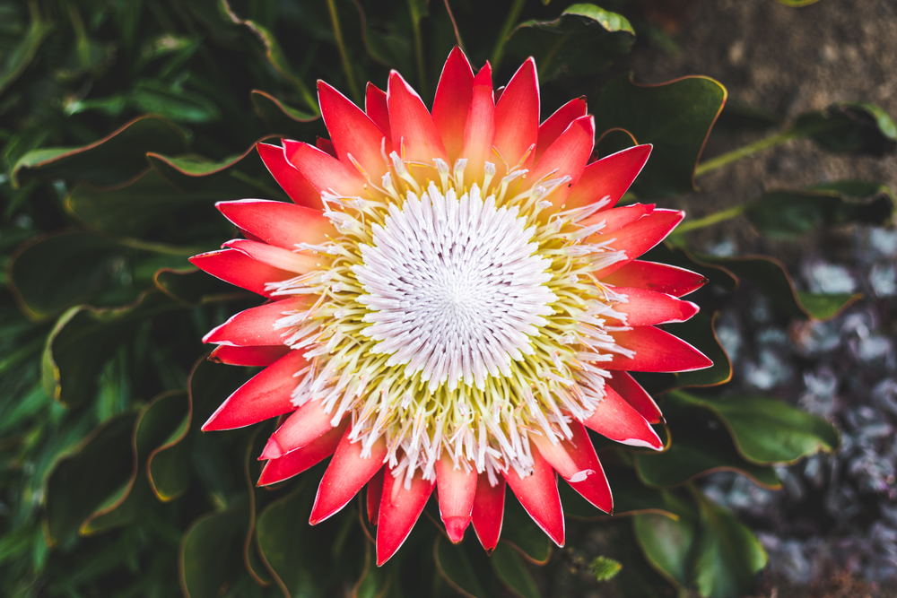 A top-down view of the Protea ‘Honeyglow’ in a 6" pot, showing red-tipped petals, a textured white center, and green leaves.