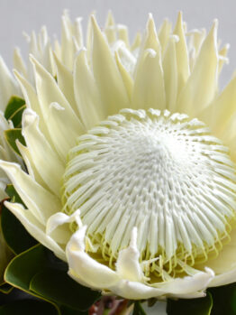 Close-up of Protea ‘So® Exotic’ in a 6" pot, showcasing spiky white petals and a textured central disk among green leaves—an exotic plant ideal for adding striking beauty to your space.