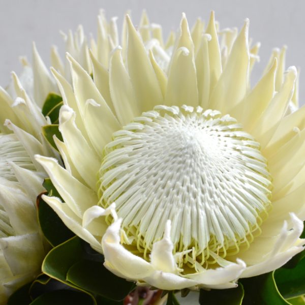 Close-up of Protea ‘So® Exotic’ in a 6" pot, showcasing spiky white petals and a textured central disk among green leaves—an exotic plant ideal for adding striking beauty to your space.
