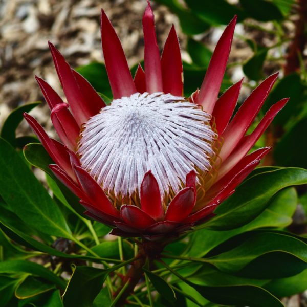 A close-up of the Protea ‘Little prince’ in a 6" pot showcases its red pointed petals, large white center, and green leaves—making it a standout beauty for any garden.