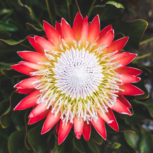 A top-down view of the Protea ‘Honeyglow’ in a 6" pot, showing red-tipped petals, a textured white center, and green leaves.
