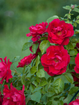 A cluster of vibrant Rose 'Megan Louise' bush blooms with green leaves, set against a blurred green background.