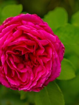 A close-up of a vibrant Rose 'Megan Louise' Bush Form in full bloom, showcasing its striking pink petals set against lush green foliage.