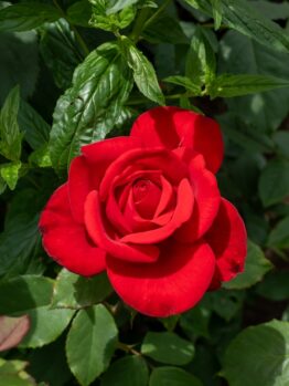 A single Rose 'Megan Louise' bush in full bloom displays vibrant red petals and lush green leaves, creating a striking presence in your garden.