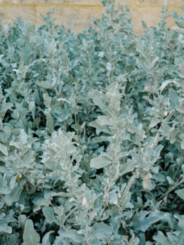 Dense, silvery-green foliage of Rhagodia 'Grey Edge' Saltbush 6" Pot grows closely together, providing lush coverage in front of a stone wall.