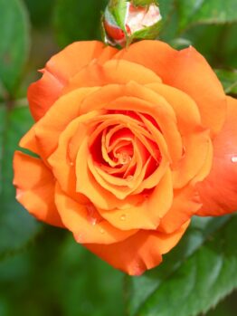 A vibrant orange Rose 'Magic Sunset' Bush Form in full bloom with dewy petals, surrounded by lush green leaves and a rosebud in the background.