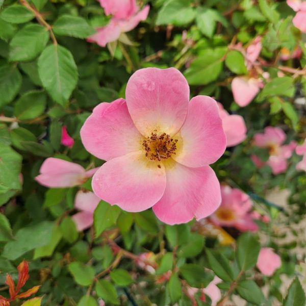 A single Rose 'Double Pink Knockout®' Bush Rose with five pink petals and a yellow center is surrounded by green leaves and more pink blooms in the background.