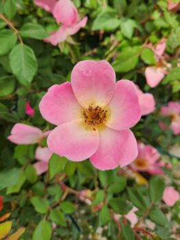 A single Rose 'Double Pink Knockout®' Bush Rose with five pink petals and a yellow center is surrounded by green leaves and more pink blooms in the background.